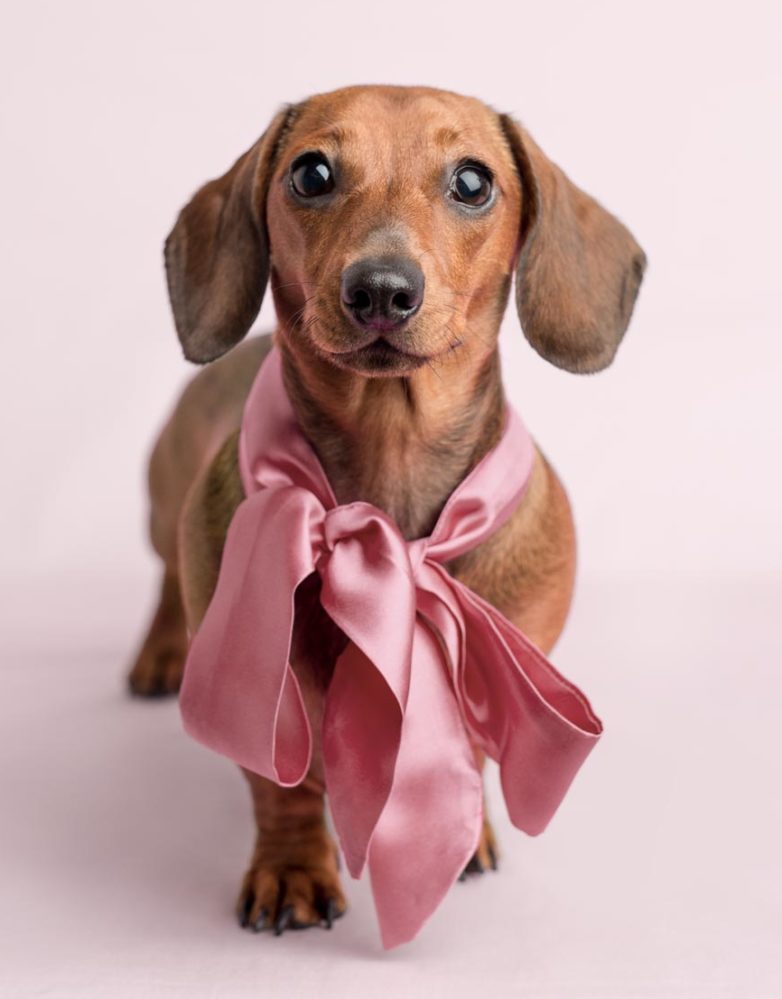 Rachael Hale Dog with pink bow
