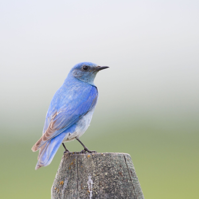 National Wildlife Federation bluebird on stump