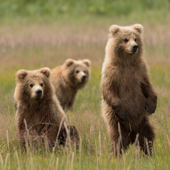 National Wildlife Federation 3 brown bears in meadow