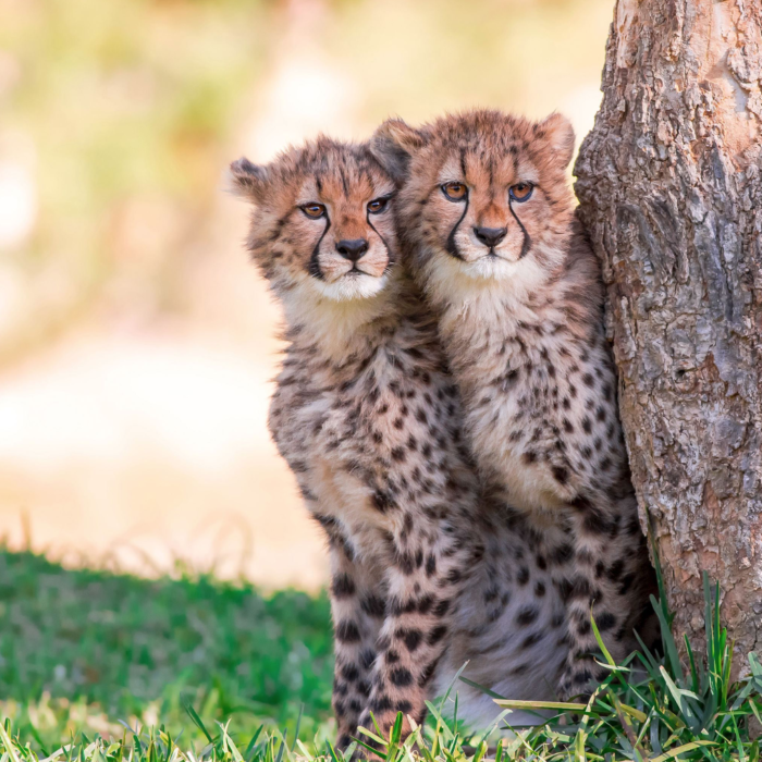 National Wildlife Federation two cheetahs by tree