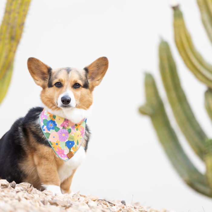 Cute dog in colorful bandana with cacti background