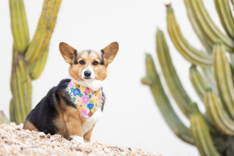 Cute dog in colorful bandana with cacti background